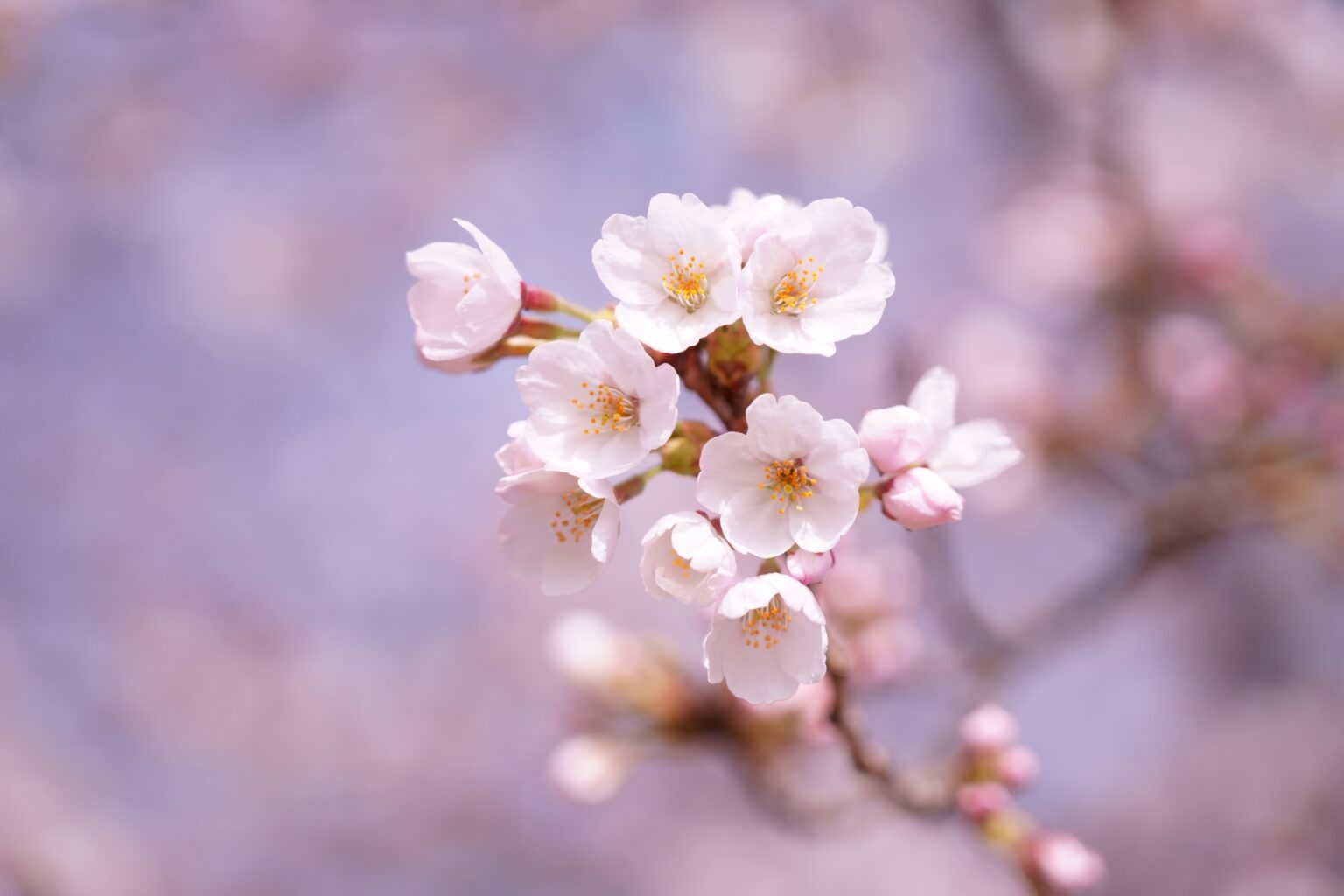 【桜前線2026】予想開花一番乗りは東京、名古屋、岐阜、高知で3月19日 - オッケーブログ